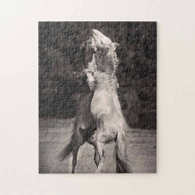 TanzenStallions (Vertikal)