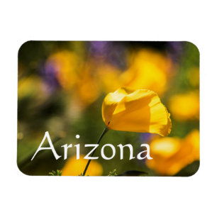 Tanzgebiet, Arizona Magnet