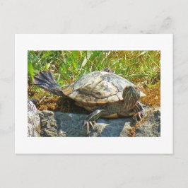 Tanzschildkröte - Postkarte