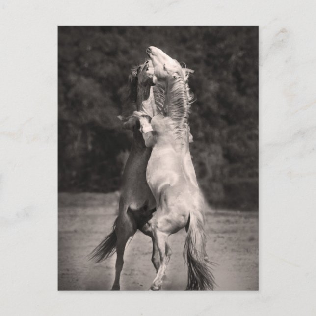 Tanzställe Postkarte (Vorderseite)