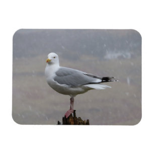 Tapfere Möwe Steht Auf Pfosten Im Schneesturm Magnet