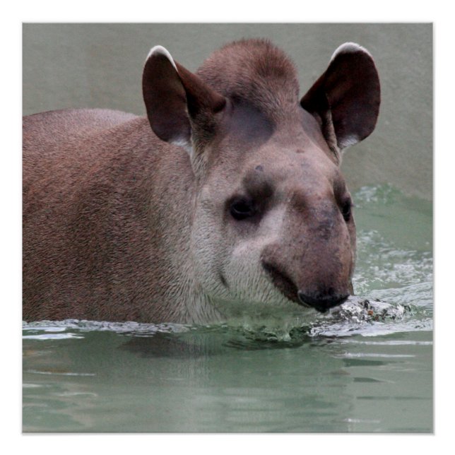 Tapir_2015_0101 Poster (Vorderseite)