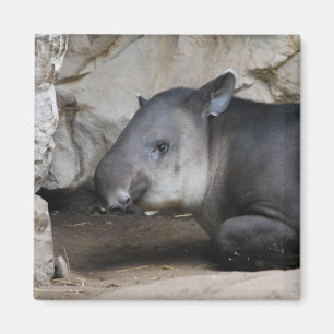 Tapir Magnet