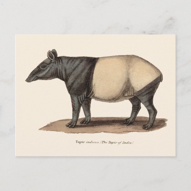 TAPIR POSTCARD POSTKARTE (Vorderseite)