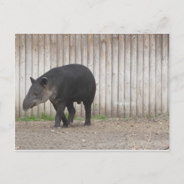 Tapir Postkarte (Vorderseite)