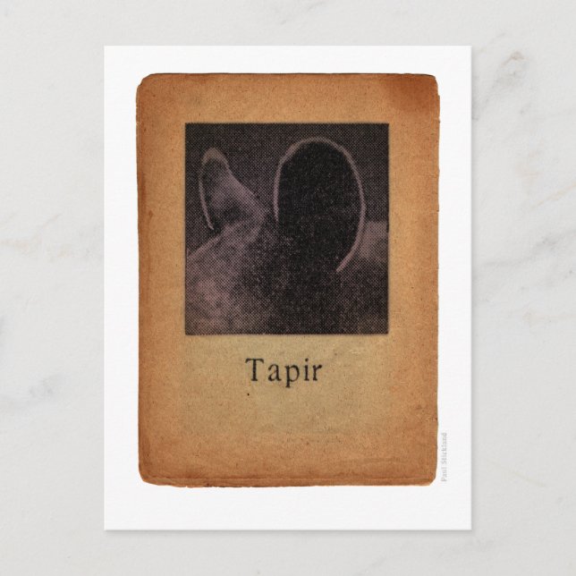 Tapir Postkarte (Vorderseite)