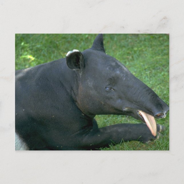 Tapir Postkarte (Vorderseite)