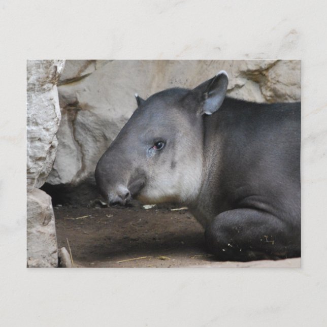 Tapir-Postkarte Postkarte (Vorderseite)