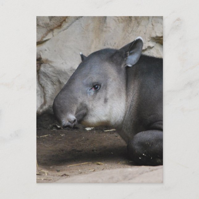 Tapir-Postkarte Postkarte (Vorderseite)