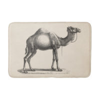 Brodtmann Dromedary Camel croquis