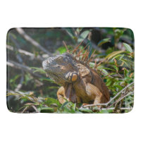 Iguana exotique, Belize Photographie