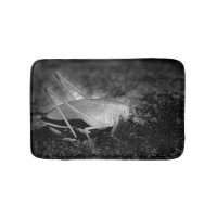 Insecte Katydid En Noir Et Blanc