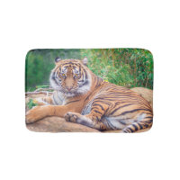 Tigre étendu Relaxed