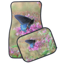Pipevine Swallowtail sur Buddleia de David