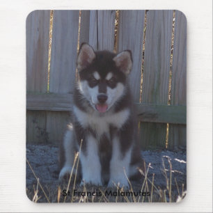 Tapis De Souris 100_2932, Malamutes du St Francis