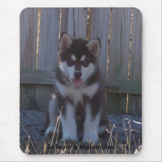 Tapis De Souris 100_2932, Malamutes du St Francis