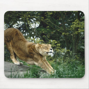 TAPIS DE SOURIS 24114343