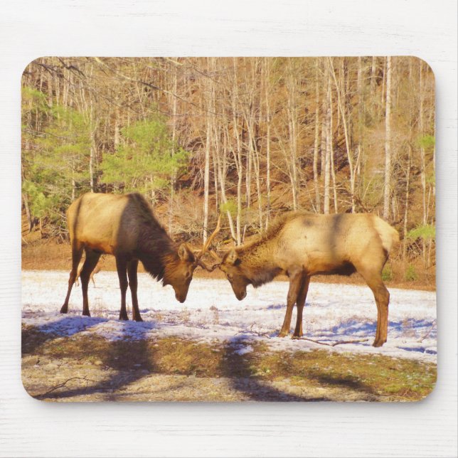 Tapis De Souris 2~ deux Bull Elk dans la neige (Devant)