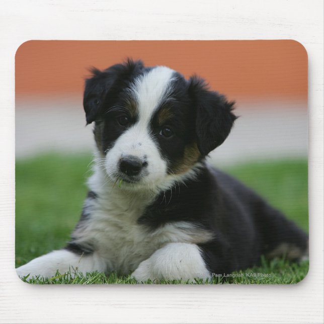 Tapis De Souris 6 semaine vieux border collie (Devant)