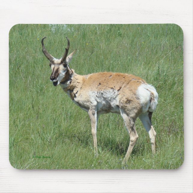 Tapis De Souris A3 Pronghorn Antelope Buck (Devant)