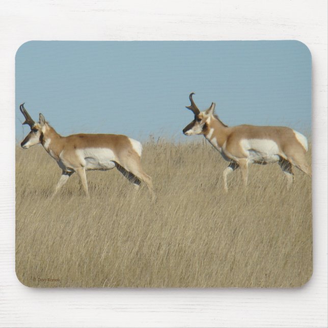 Tapis De Souris A45 Pronghorn Antilopes Mâles (Devant)