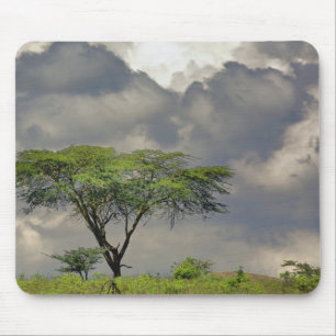 Tapis De Souris Acacia tortilis, Acacia tortilis, et 2