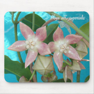 Tapis De Souris Aff de Hoya. imperialis MousePad