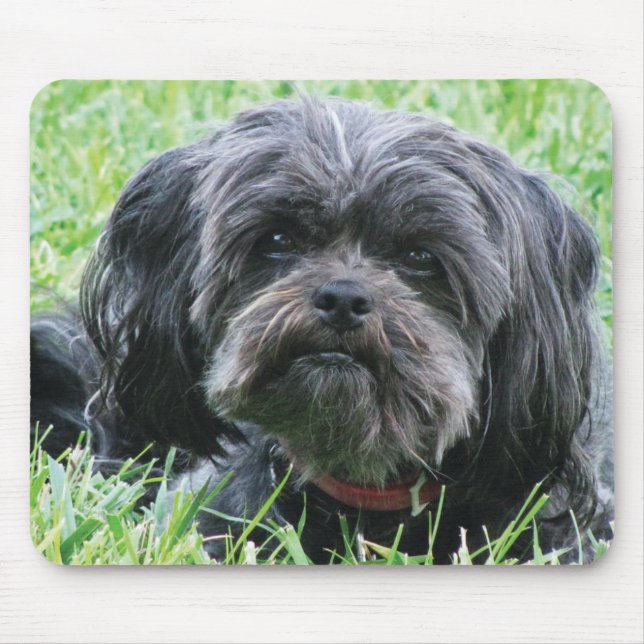 Tapis De Souris Affenpinscher (Devant)