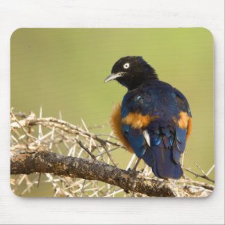 Tapis De Souris African Starling