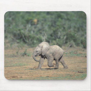 Tapis De Souris Afrique du Sud, Parc national d'Addo Elephant. Béb
