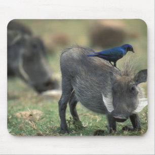 Tapis De Souris Afrique du Sud, Pilanesburg GR, Warthog