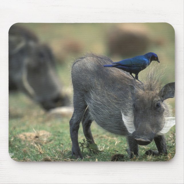 Tapis De Souris Afrique du Sud, Pilanesburg GR, Warthog (Devant)