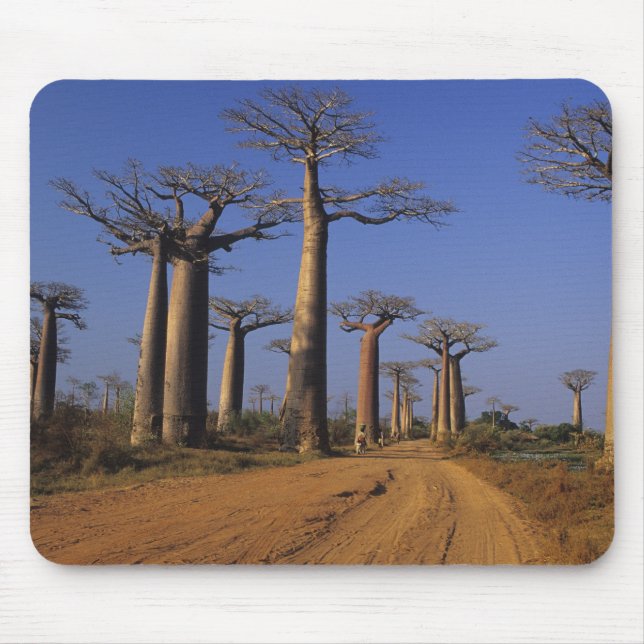 Tapis De Souris Afrique, Madagascar, Morondava, avenue Baobab. (Devant)