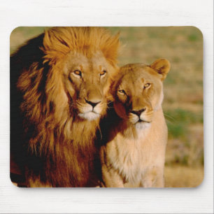 Tapis De Souris Afrique, Namibie, Okonjima. Lion & lionne