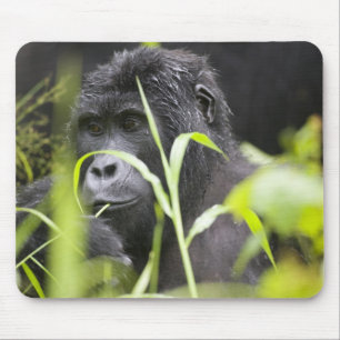 Tapis De Souris Afrique Ouganda, Bwindi