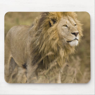 Tapis De Souris Afrique. Tanzanie. Lion mâle à Ngorongoro