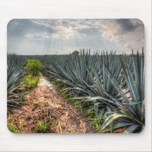Tapis De Souris Agave Tequilana