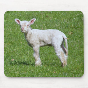 Tapis De Souris Agneau mignon de ressort