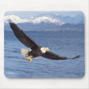 Tapis De Souris aigle à tête blanche, Haliaeetus leucocephalus, en