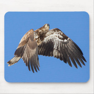 Tapis De Souris Aigle à tête blanche juvénile en vol