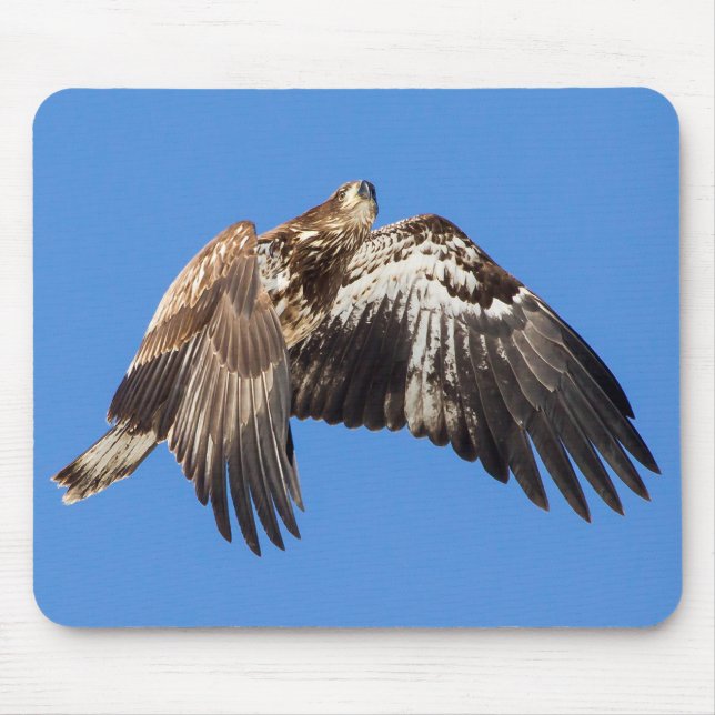 Tapis De Souris Aigle à tête blanche juvénile en vol (Devant)