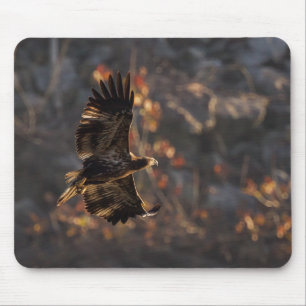 Tapis De Souris Aigle dans l'heure dorée