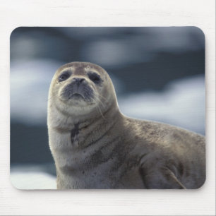 Tapis De Souris Alaska, région sud-est Phoque commun sur glace