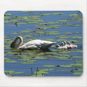 Tapis De Souris Alimentation de cygne et de jeunes cygnes