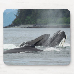 Tapis De Souris Alimentation des baleines à bosse