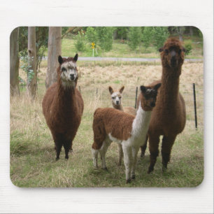 Tapis De Souris Alpaga Brown mignons dans le zoo