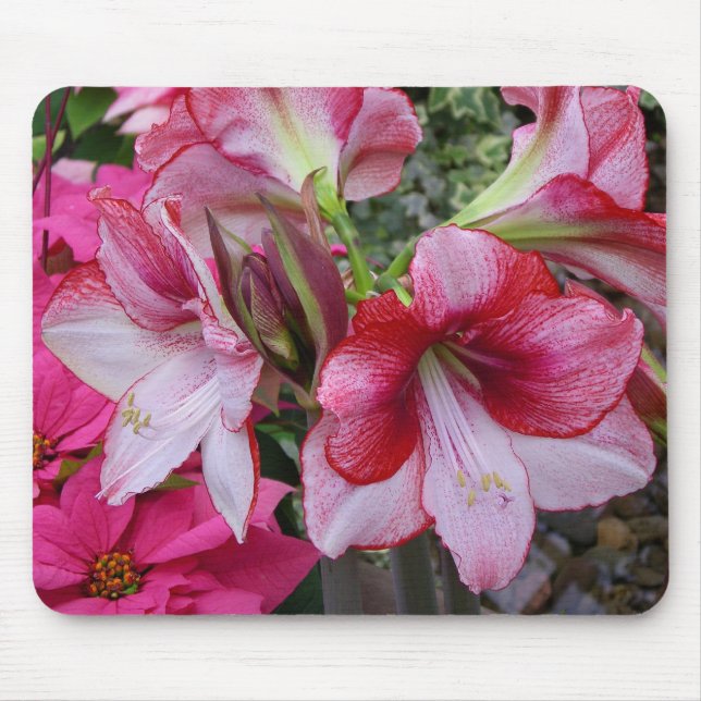 Tapis De Souris Amaryllis et Poinsettia Fleurs de Fêtes Rouges (Devant)