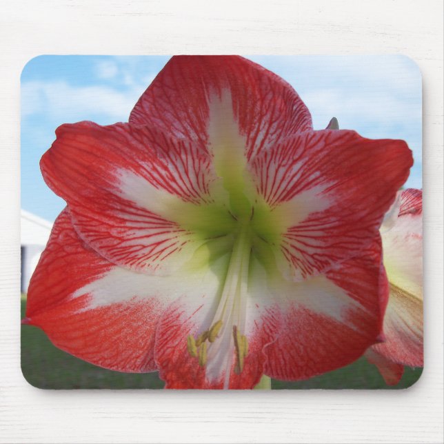 Tapis De Souris Amaryllis rouge et blanc MegaStar (Devant)