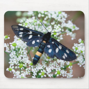 Tapis De Souris Amata phegea
