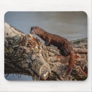 Tapis De Souris American Mink